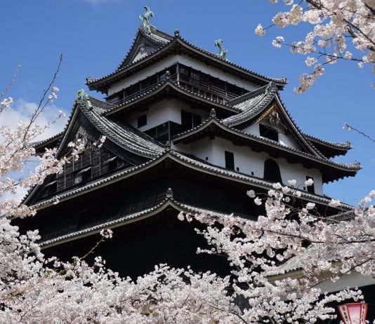 Cherry blossoms in Matsue