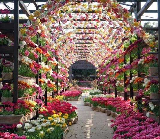 Peony Tulips at Yuushien Garden